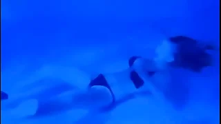 k&period; Instinct&colon; Sexy Bikini Cookie &lpar;A Real Drag&rpar;